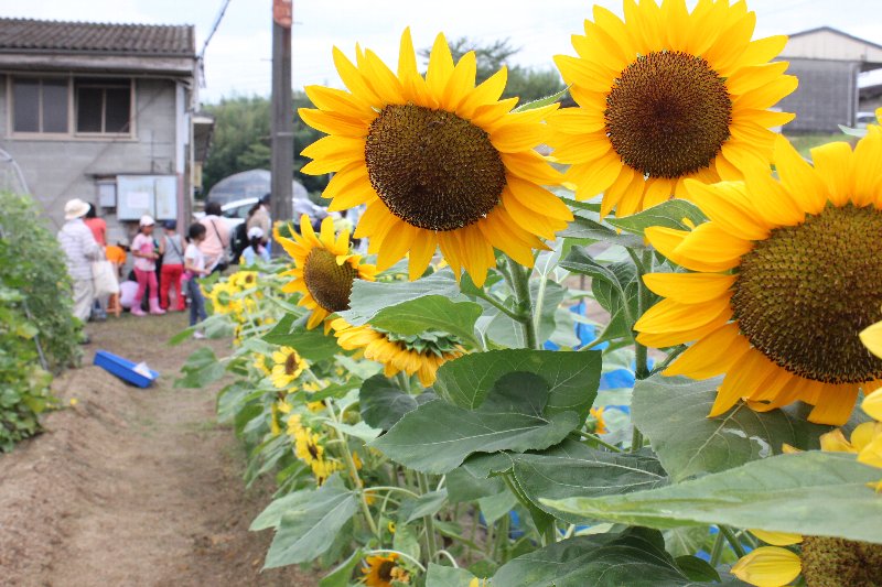 野菜の育ち方の学習と収穫