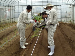 野菜実習