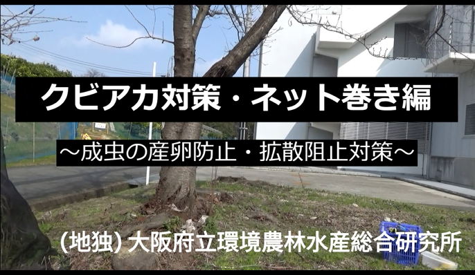 動画：ネット巻き編