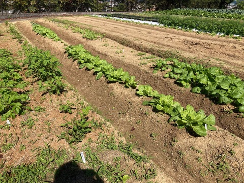 ほ場風景 ほ場風景