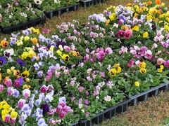 花き班の販売風景(人気の花苗) 花き班の販売風景(人気の花苗)