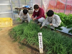 野菜班の準備風景(たまねぎ苗の栽培) 野菜班の準備風景(たまねぎ苗の栽培)