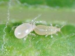 コウズケカブリダニに 捕食される チャノキイロアザミウマ幼虫