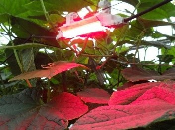 赤色LED装置を照射したキュウリ