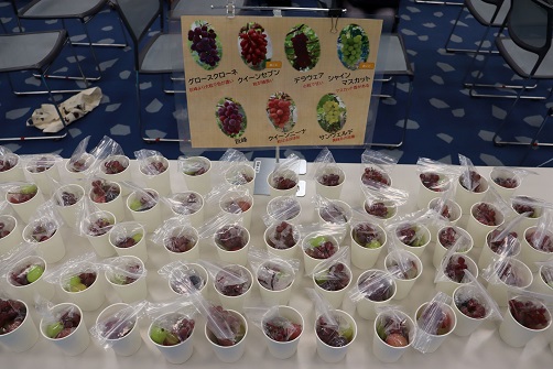 大阪ぶどうの試食