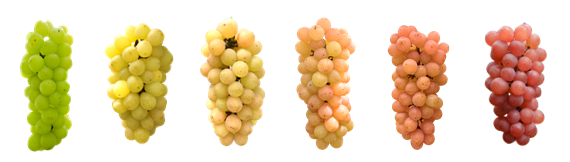 色々な色の虹の雫