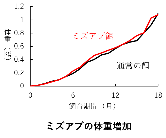 マダイの体重増加のグラフ