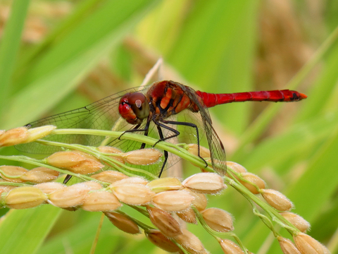 稲穂と赤トンボ