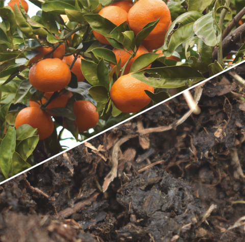 温州ミカン園の果実と土壌のリアルワールドデータのイメージ