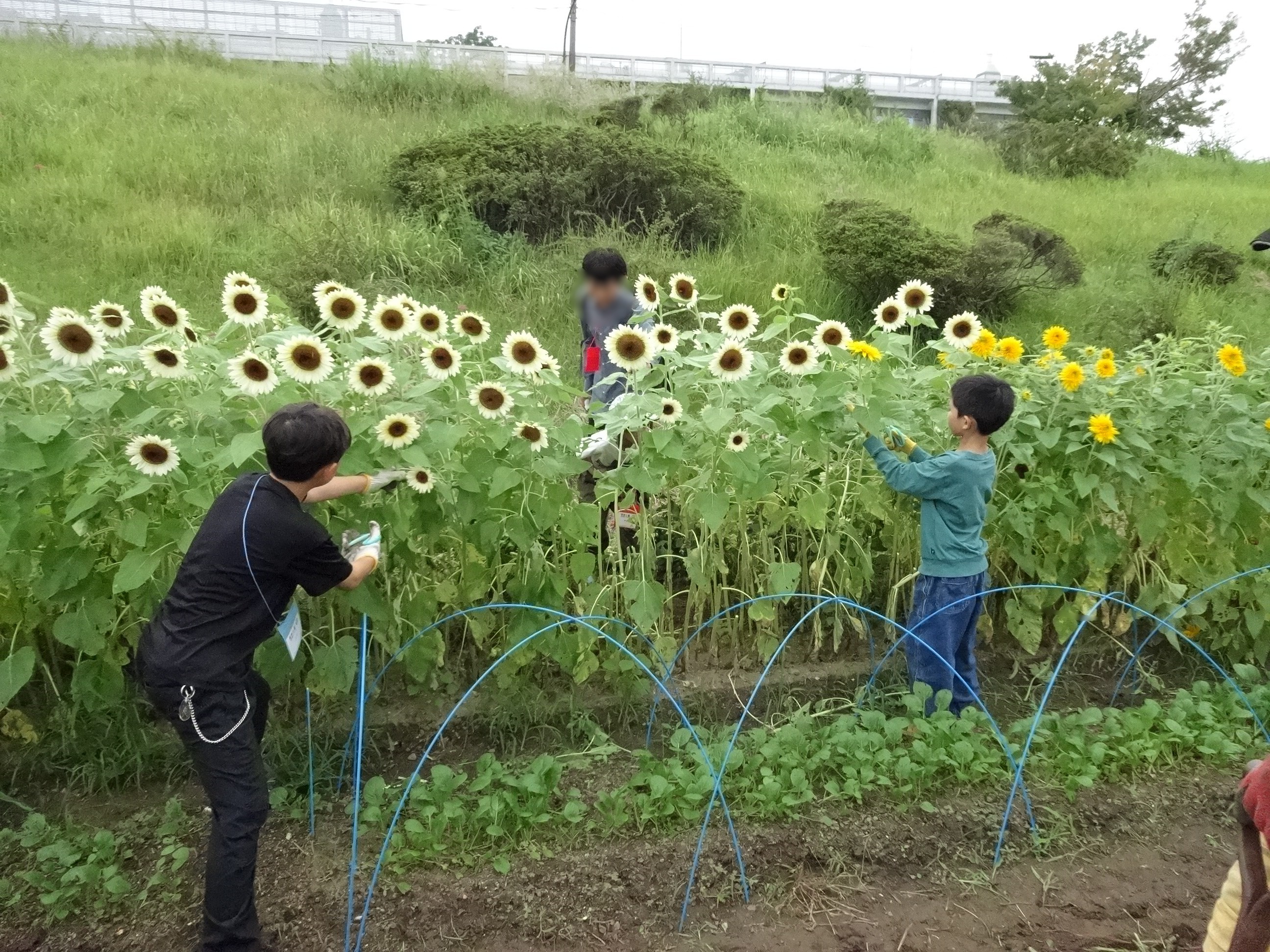ひまわり摘み取り ひまわり摘み取り