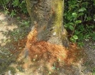 クビアカツヤカミキリの被害を受けた樹
