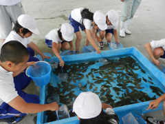 水槽のヒラメをすくっている様子