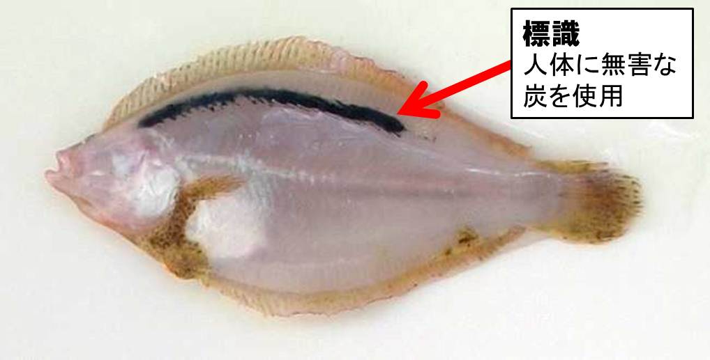 マコガレイ標識魚