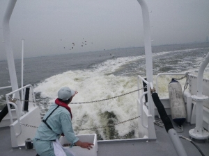 水槽内のトラフグの稚魚