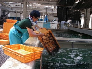 収容の様子