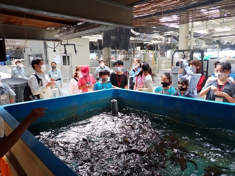 栽培漁業の水槽を見学しました