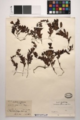 大阪湾から絶滅した海浜植物ウンランのさく葉（押し葉）標本