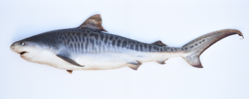 近年、大阪湾で漁獲された暖海性魚類のイタチザメ