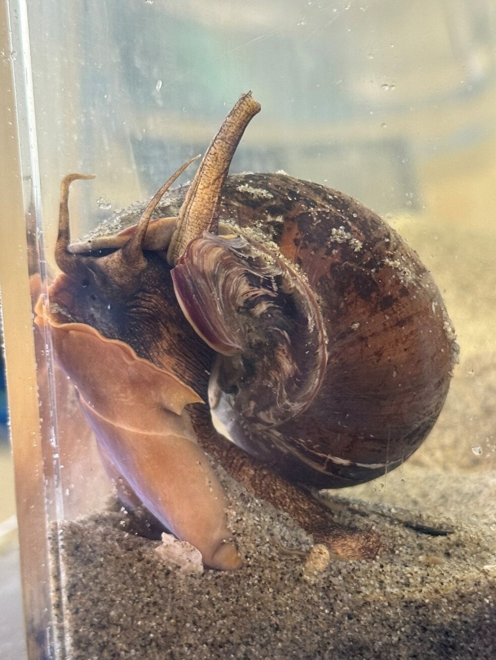 水槽飼育中のバイ