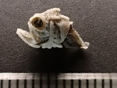 ミシマオコゼ稚魚