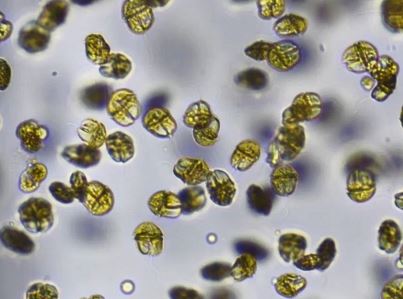 カレニア・ミキモトイ