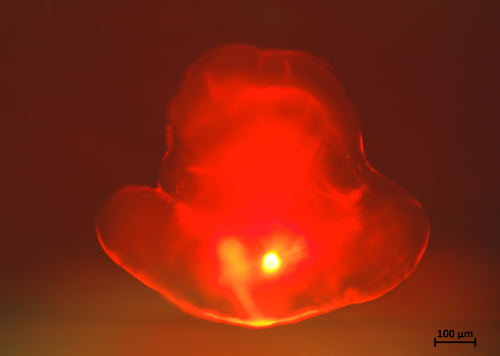 torahugu_5