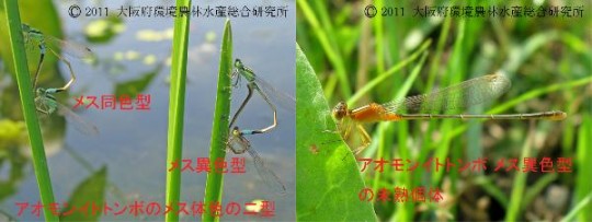 2つのタイプと未成熟の個体