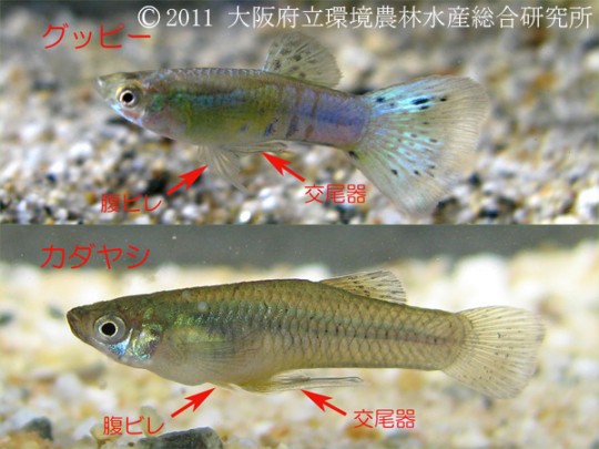 オスの尻ビレはカダヤシ同様に交尾のために長く伸びる