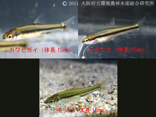 カワヒガイやムギツクの稚魚