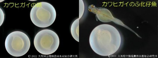 卵とふ化仔魚