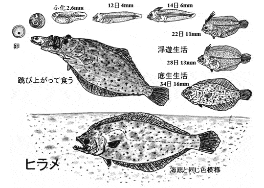 図２　ヒラメの成長