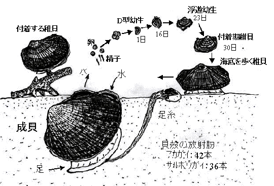 アカガイの生活史（イラスト）