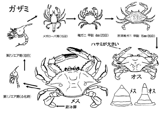 図2　ガザミの生活史