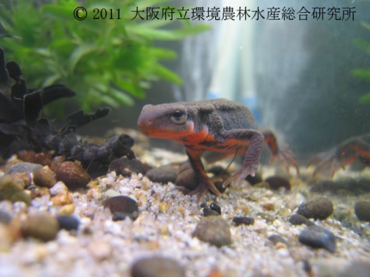 アカハライモリ