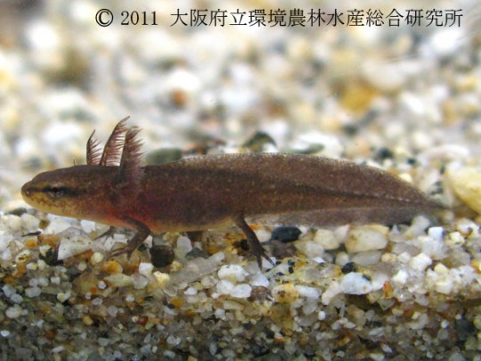 アカハライモリ