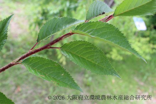 ジュウガツザクラ