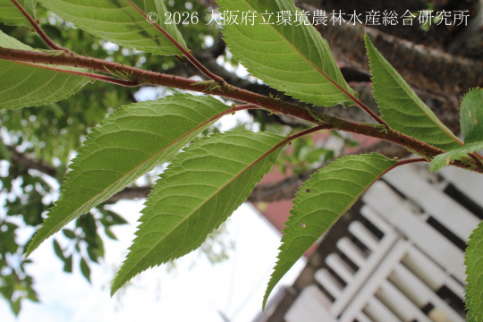 ジュウガツザクラ