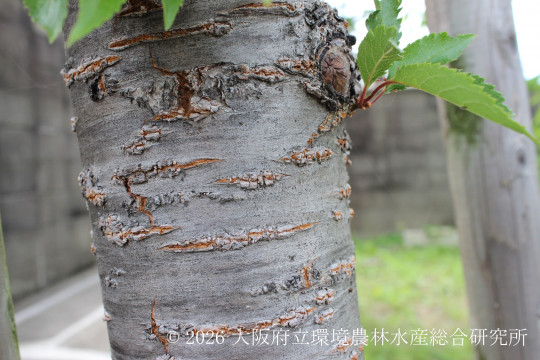 ジュウガツザクラ