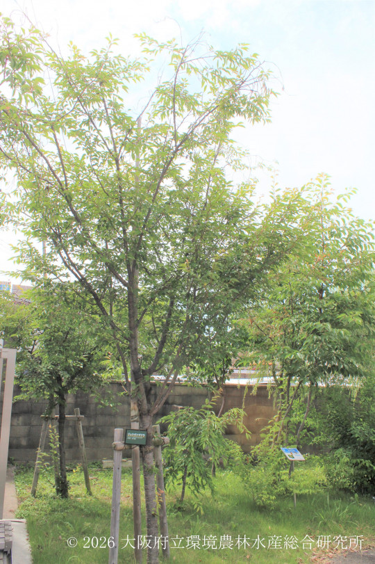 ジュウガツザクラ