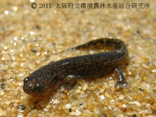 ヤマトサンショウウオ