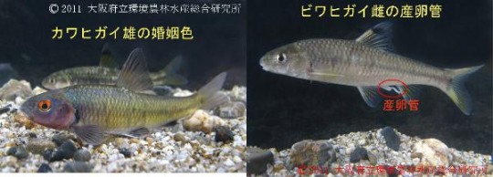 婚姻色とヒガイの産卵管