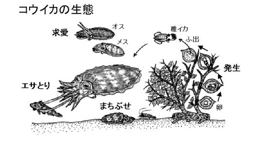 コウイカの生態