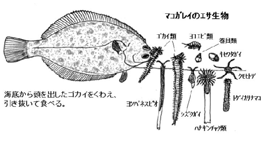 図２　マコガレイの捕食の様子