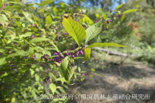 ムラサキシキブ