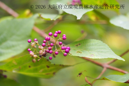 ムラサキシキブ