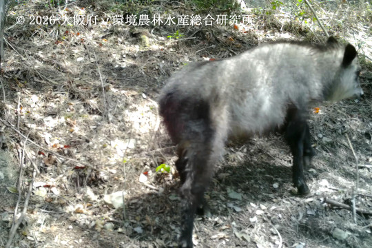 ニホンカモシカ