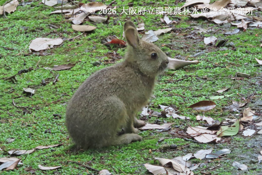 ニホンノウサギ
