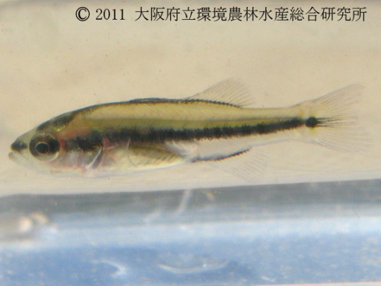 稚魚