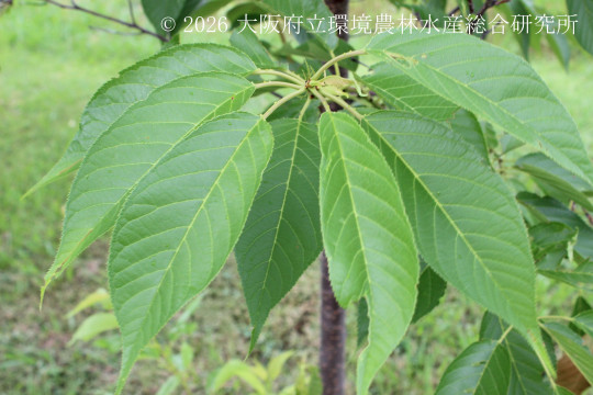 オオシマザクラ