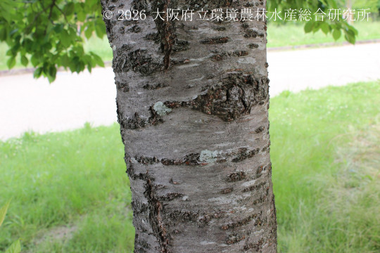 オオシマザクラ